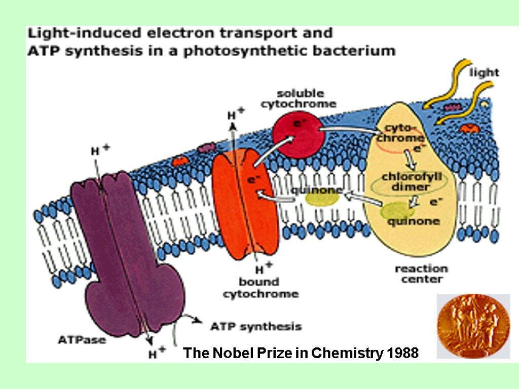 The Nobel Prize in Chemistry 1988